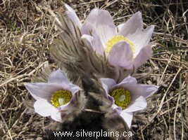 prairie crocus
