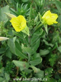 yellow evening primrose