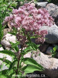 purple boneset