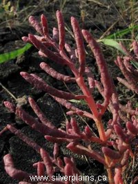 red samphire