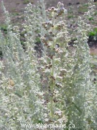 prairie sage