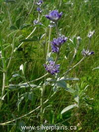 silvery scurfpea