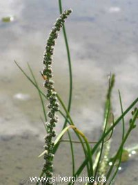 seaside arrow-grass