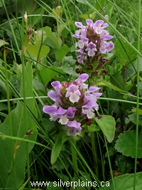 common selfheal