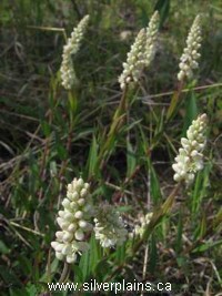 seneca root