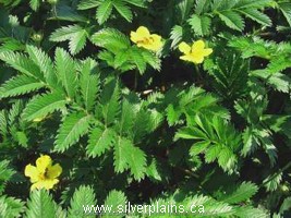 silverweed