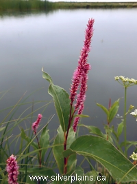 smartweed