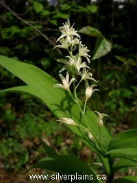 two leaved Solomon's seal