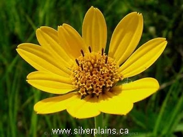 yarrow