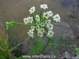 yarrow