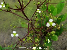 southern water plantain