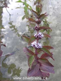 wild mint