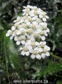 yarrow