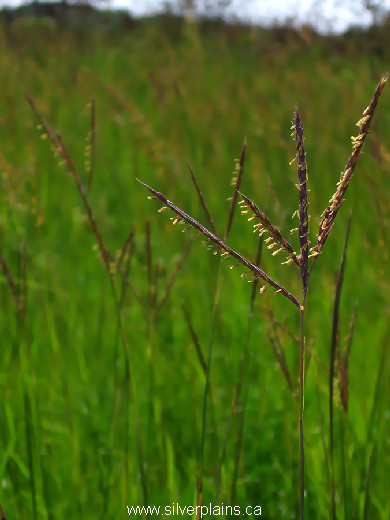 big bluestem - Andropogon gerardii 06JL23