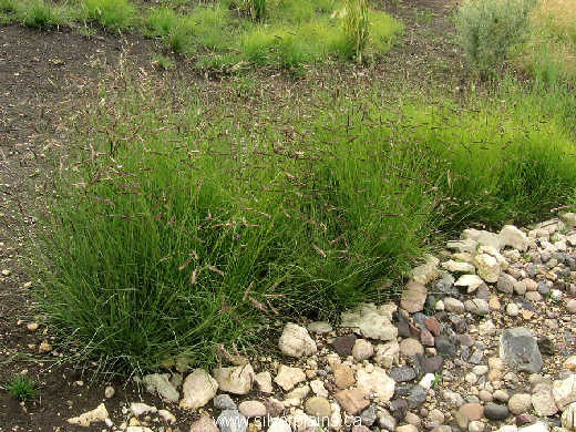blue grama grass 09AU06-4