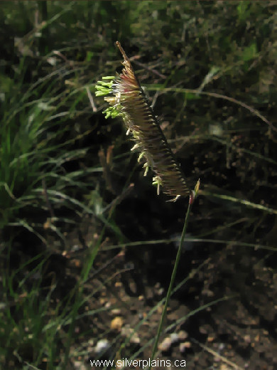 blue grama grass 08AU29