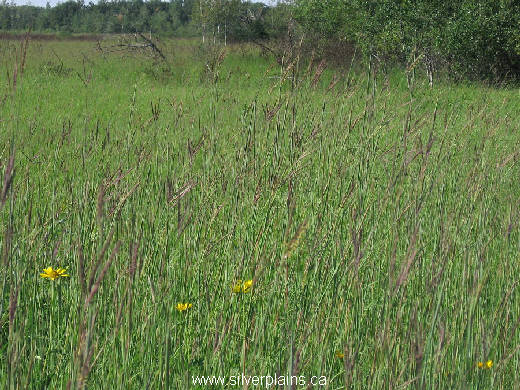 big bluestem - Andropogon gerardii 06JL23-04