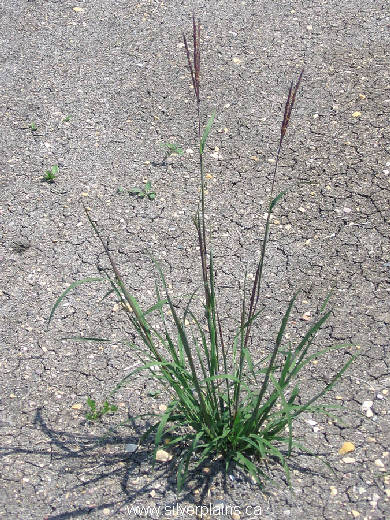 big bluestem - Andropogon gerardii 07JL17