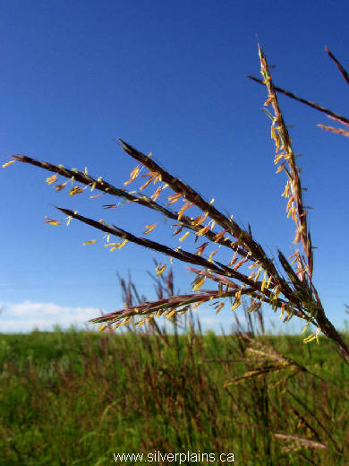 big bluestem - Andropogon gerardii 11JL31-01