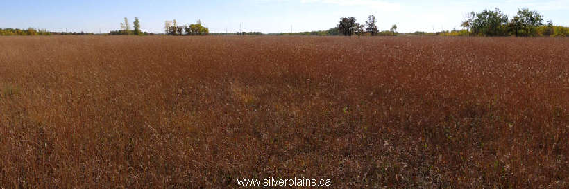 big bluestem - Andropogon gerardii 11SE27