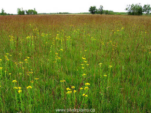 big bluestem - Andropogon gerardii 07AU06_03