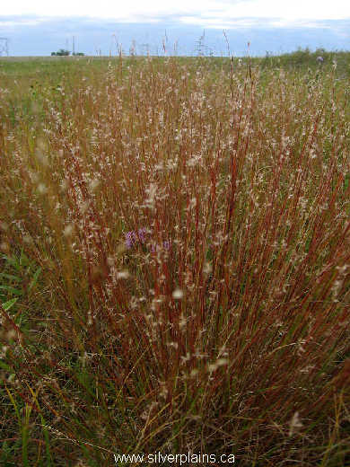 little bluestem - Schizachyrium scoparium 10SE15_01-01