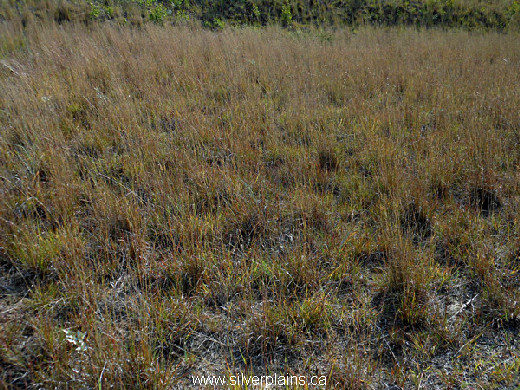little bluestem - Schizachyrium scoparium 14AU06