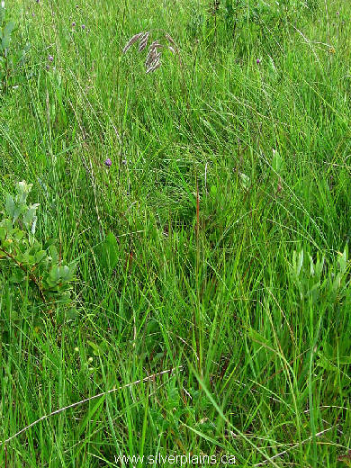fringed brome 07JL22-5