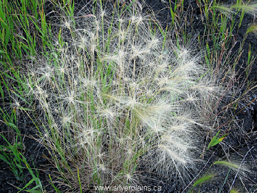 foxtail barley 06JL10