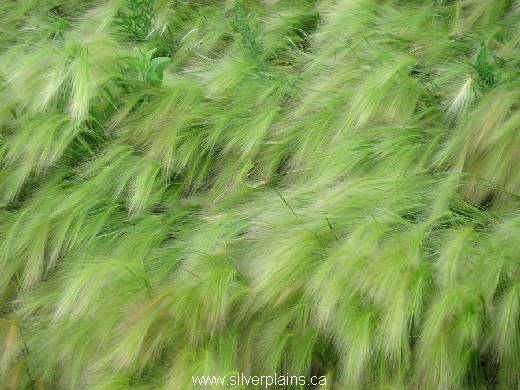 foxtail barley 07JL04-01