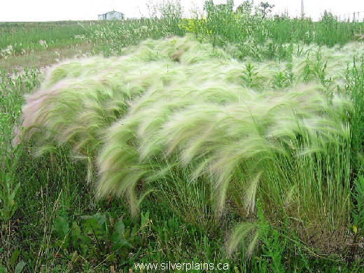foxtail barley 07JL04-03