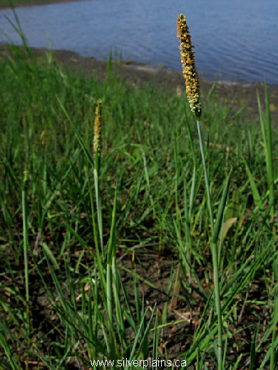 shortawn foxtail 12JN06-1