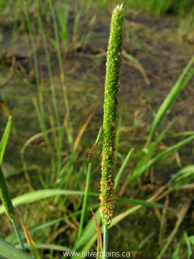 shortawn foxtail, katydid 08AU16