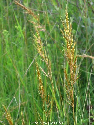 Indian grass 07JL22_01