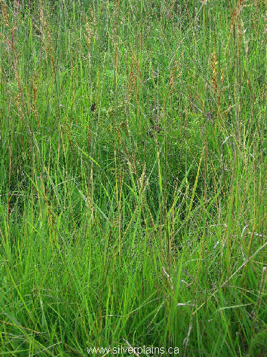 Indian grass 07JL22-02