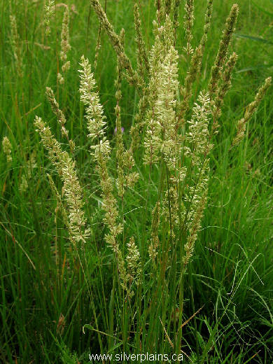 junegrass Koeleria cristata 11JL04-01