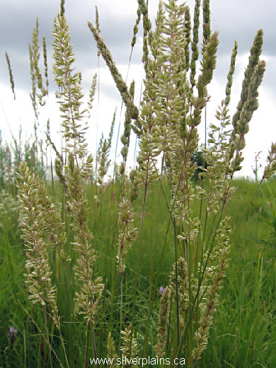 junegrass Koeleria macrantha 11JN26