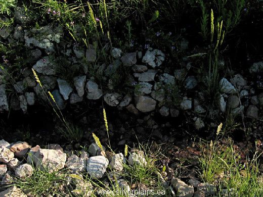 junegrass Koeleria macrantha 12JN15