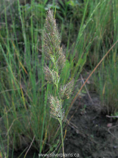 marsh muhly 08AU16-01