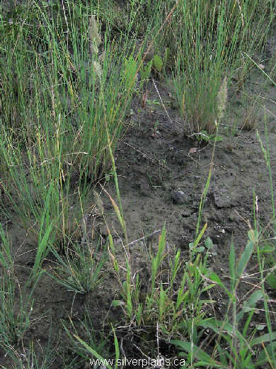 marsh muhly 08AU16-02