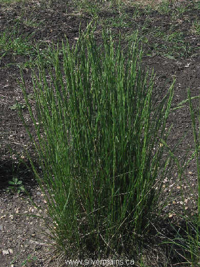 plains muhly 09JN19-01