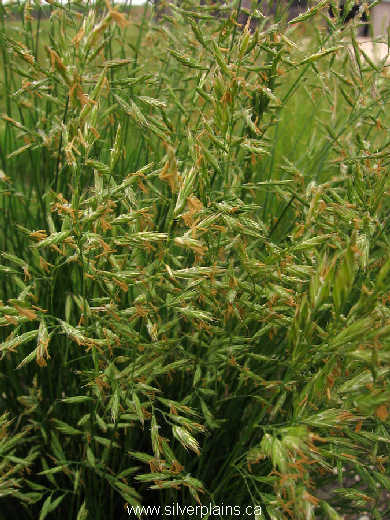 plains muhly 10JN24-01