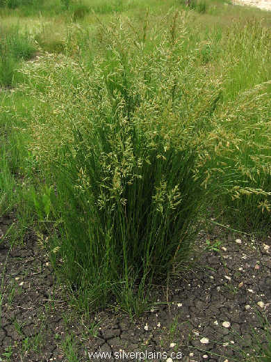plains muhly 10JN24-02