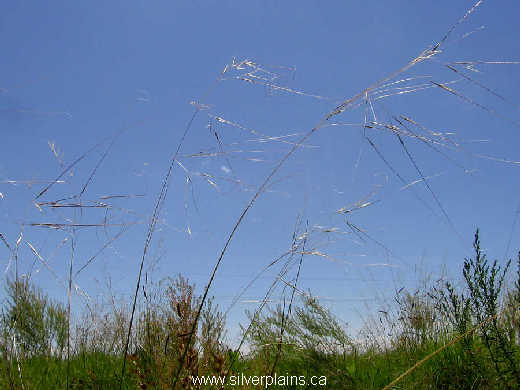 needle and thread grass 10JL12-01
