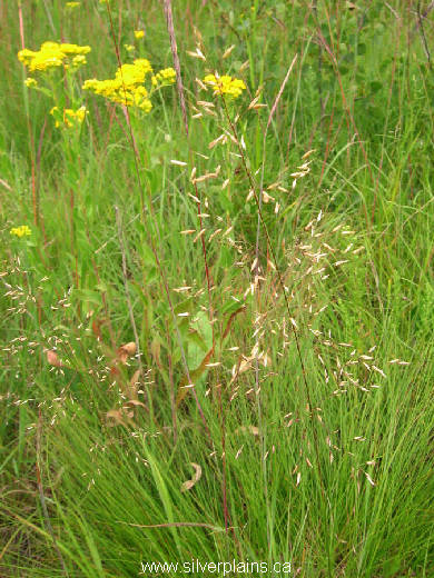 prairie dropseed 07AU06-02