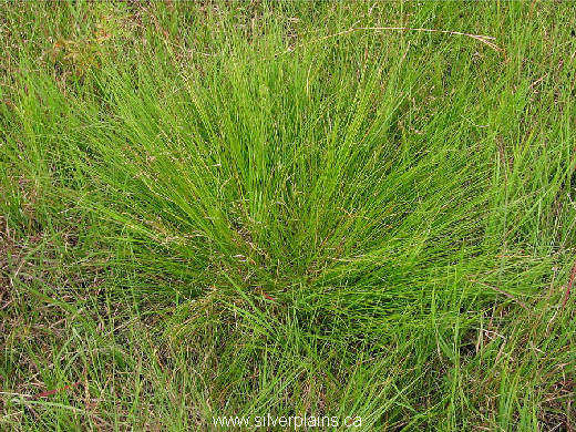 prairie dropseed 07AU06-04
