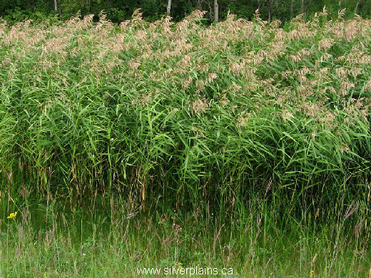 reedgrass common Phragmites australis 07AU06-11