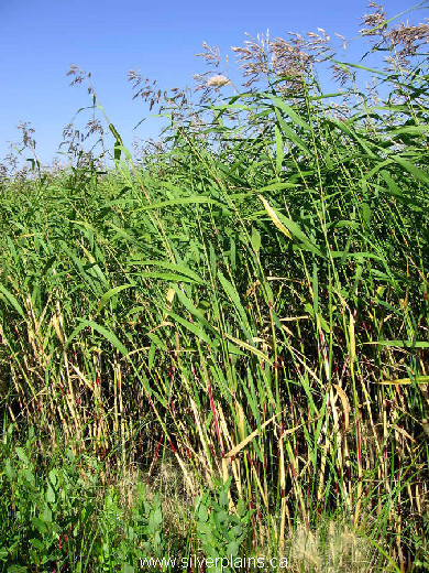reedgrass common Phragmites australis 07JL29-01