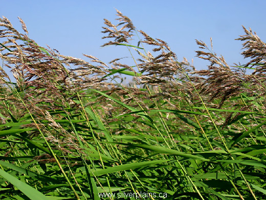 reedgrass common Phragmites australis 07JL29-1