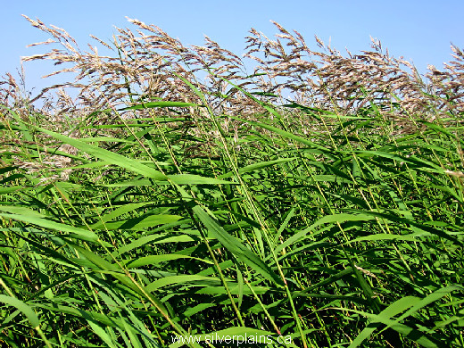 reedgrass common Phragmites australis 07JL29-2
